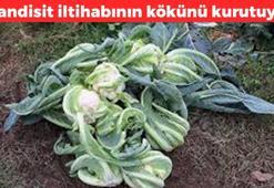 Apandisit iltihabının kökünü kurutuyor! Brokoli, karnabahar ve ıspanak antibiyotik gibi etki gösteriyor