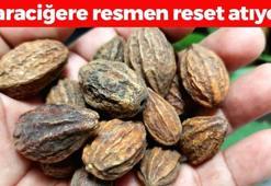 Karaciğeri yeniden doğmuş gibi yapıyor! Sıcak suya 2 tane atmak yetiyor, kabızlığın kökünü kurutuyor! Doğal ağrı kesici