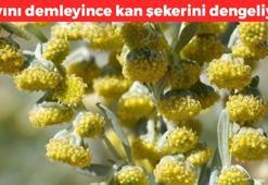 Yapraklarını kaynatıp çayını demleyin! İçince kandaki şekeri dengeliyor: Saça sürünce kepek ve egzamanın kökünü kurutuyor
