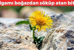 Demliğin içine 1 parça ekleyip kaynatın! Bronşit ve öksürüğün kökünü kurutuyor: Balgamı boğazdan söküp atıyor