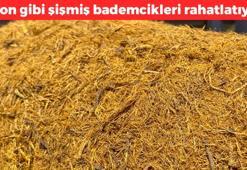Balon gibi şişmiş bademcikleri iyileştiriyor! Şifalı bitki 70 derdin devası: Boğaz ağrısını şıp diye kesiyor