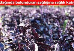 Tüm zamanların en sağlıklı bitkisi! Böbrek taşlarını takır takır döküyor: Mide koruyucu etki gösteriyor