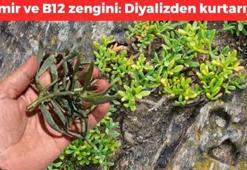 Kayaların arasında kendi kendine yetişiyor! Böbrekleri diyalizin pençesinden kurtarıp damarları temizliyor, doğanın C vitamini kralı