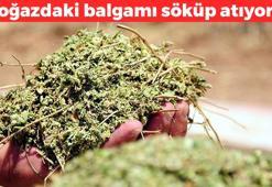 Boğazdaki balgamı kurutup solunum yollarını saniyesinde açıyor! Ciğerleri çamaşır suyu gibi temizliyor: Doğal balgam söktürücü