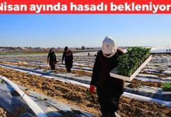 Adana'nın bereketi toprağa düştü! Kilosu 10 TL: Şimdi 1 gram ama iki aya 15 kilo olacak: Kas ağrılarının kökünü kurutuyor