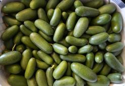 Bitkilerin profesörü açıkladı: Doğadaki en güçlü antioksidan: Halk arasında ona 'Tereyağı meyvesi' deniyor: Damarlarda biriken kolesterole yağ çözücü etkisi yaratıyor