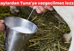 Altaylardan Tuna'ya adım adım geldi! Eski Türklerin vazgeçilmezi: Dolaşım, sindirim ve boşaltım sisteminin mucizesi