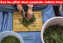 Sivas'a yolu düşen poşet poşet alıyor! Şifa deposu olarak tavsiye ediliyor: Bağışıklığı beton gibi güçlendiriyor