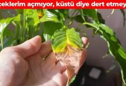 Küsmüş çiçekleri coşturuyor! Aylardır çiçek açmayan bitkileri saksıdan taşırıyor: 2 kat hızlı büyütüyor