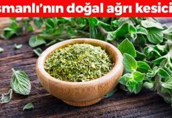 Kabızlığın ve şişkinliğin kökünü kurutuyor! Osmanlı'dan beri kullanılıyor: Doğal ağrı kesici, iltihabı vücuttan kazıyıp atıyor!