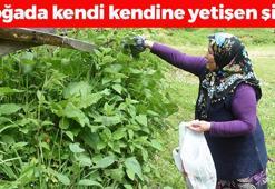 Karaciğere resmen reset atıyor! Kaşık kaşık yiyince böbrekleri diyalizin pençesinden kurtarıyor, portakaldan 7 kat fazla C vitamini içeriyor