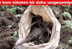 1 tane yiyenin ömrü uzuyor! Doğanın sunduğu mucize: A vitamini eksik olan tüketsin