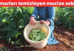 100 gramı sadece 16 kalori ve şimdi tam mevsimi! Kilosu 20 TL: Retinanın gelişmesini sağlayıp kalbe giden damarları temizliyor