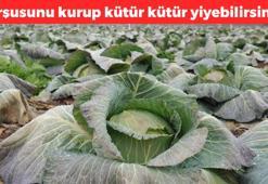 Doğal mide ilacı olarak biliniyor! Turşusunu yapıp kaşık kaşık tüketin: Bağırsakları motor gibi çalıştırıyor: Şişkinlik, gaz ve mide ağrısını bıçak gibi kesiyor