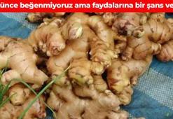 Görünce burun kıvırıyoruz ama şifa kaynağı! Yedikçe vücudu dipçik gibi yapıyor: Toprak altında yetişiyor