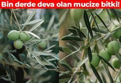 Binlerce yıldır şifa saçıyor! Ölümden başka her derde deva: Adeta sağlık mucizesi, geleneksel tıp hekimlerinin vazgeçilmezi