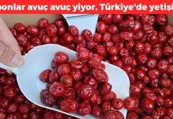 Japonlar avuç avuç yiyor! Türkiye'de yetişiyor: Kilosu 160 lira, İltihabın kökünü kurutuyor, doğanın antioksidan kralı