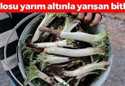 Altından değerli: Kuş uçmaz kervan geçmez dağlarda yetişiyor! Yurt dışından büyük talep var, balgamı akciğerden söküp alıyor!