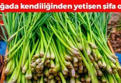 Doğada kendi kendine yetişiyor! Salgından koruyor, boğazdaki mikropların kökünü kazıyor! Doğal ağrı kesici, adeta C vitamini bombası