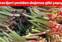 Doğada kendi kendine yetişiyor! Karaciğere resmen reset atıyor, bağırsakları motor gibi çalıştırıp kabızlığın kökünü kurutuyor! Doğal şeker ilacı