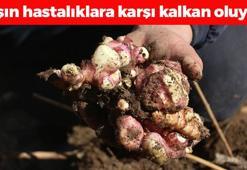 Doğada kendiliğinden yetişiyor, pazarda 50 TL'den satılıyor: Kan şekerini terazi gibi dengeliyor! Kışın pişirip yiyen 10 yıl hastalanmıyor
