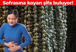 Kolesterolün dibini sıyırıyor! Kemikleri kaya gibi güçlendiriyor: Bağırsakları makine gibi çalıştırıyor