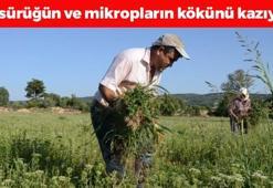 Doğada kendiliğinden yetişiyor! Öksürük, balgam ve hırıltıyı bıçak gibi kesiyor, boğazdaki mikropların kökünü kazıyor! Doğal ağrı kesici