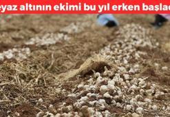 Beyaz altın toprağa düştü! Raf ömrü 4 ay: Kolesterolü damardan kazıyıp atıyor, kan basıncını düşüren doğal tansiyon ilacı