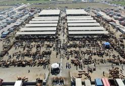 Şap tehlikesi büyüyor! Türkiye'nin en büyük hayvan pazarı kapatıldı