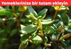 Yemeklerinize bir tutam ekleyin! İlaç sektörünü bitirecek olan bitki: Tümörleri %85 oranında küçültüyor, hastalık yüzü görmeyeceksiniz