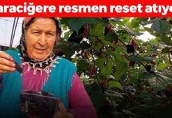 Dubai'ye kilo kilo satılıyor! 'Aşk meyvesi' olarak da biliniyor, kilosu 120 TL: Karaciğeri yeniden doğmuş gibi yapıyor, doğal tansiyon ilacı!