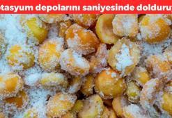 Şekerde bekletip kaynatın! 70 derdin şifası: Potasyum depolarını doldurup kemikleri betona çeviriyor, saniyesinde kana karışıyor