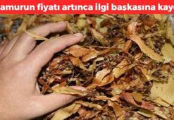 Ihlamurun fiyatı rekor kırdı! Değeri artınca ilgi bakın neye kaydı