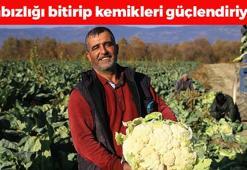 İlaç gibi sebze! Kış sebzelerinin padişahı olarak biliniyor: Kemikleri taş gibi yapıyor, bağırsakları motora çeviriyor! C vitamini ve potasyum deposu