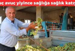 Şanlıurfa'da hasat için geri sayım başladı! Kilosu 280 TL: Elle tek tek toplanıyor, kolesterolü yere çakıyor, damarları genişletiyor