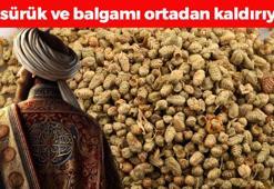 Osmanlı'da yemeklere avuç avuç atılıyordu! Limondan ve sarımsaktan 30 kat daha etkili, öksürük, balgam ve hırıltının kökünü kazıyor! Boğazdaki mikropları öldürüyor