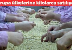 Düzce’den AB ülkelerine kilo kilo satılıyor! Tek tek elle toplanıyor: Kilosu 211 TL, kolesterolü yerle bir ediyor, uzun süre tok tutuyor