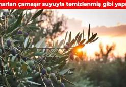 Meyvesi, yaprağı, çekirdeği... Hepsi şifa ambarı! Binlerce yıldır tüketiliyor: Türkler kıymetini bilmiyor