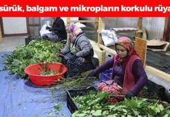 Bitkilerin Profesörü açıkladı: Bereket, şifa ve bolluğun sembolü! Öksürük, balgam ve boğazdaki mikropların kökünü kazıyor, doğal ağrı kesici