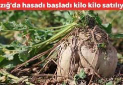 Elazığ'da hasadı devam ediyor! Kilosu 20 TL: Kan şekerini dengeliyor, magnezyum, potasyum ve bakır zengini, kemikleri beton gibi yapıyor