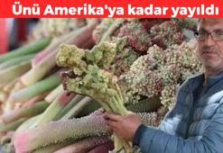 Sadece bahar aylarında yetişiyor! Ünü Amerika'ya kadar yayıldı: Beyin, tiroit, kalp, karaciğer... Halk arasında "yayla muzu" olarak biliniyor