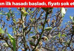 Datça'da erken hasat başladı! Fiyatı cep yakıyor: Günde 5 tane yiyince kemikleri betona çeviriyor, tıkalı kalp damarlarını yağ çözücü gibi açıyor!