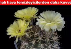 Radyasyonu vakum gibi çekiyor! Her evde mutlaka olmalı: Hava temizleyicilere binlerce lira dökmeyin