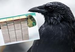 Öğrencilerin merakı gerçeği ortaya çıkardı! Kargaların getirdiği cisim hayrete düşürdü