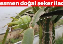 İnternette gördüğü meyveyi Çarşamba Ovası'nda yetiştirip satıyor! Çilek armudu olarak da biliniyor: Kan şekerini terazi gibi dengeliyor, demir depolarını fullüyor!
