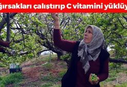 Mersin'de örtü altında hasat başladı! Kilosu 8000 TL: C vitamininde limonu solluyor, kabızlığı bitirip kemikleri betona çeviriyor!