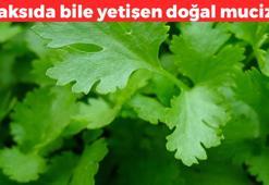 Saksıda bile yetişiyor! Kansızlığın kökünü kurutuyor, demir depolarını doldurup el ayak üşümesini tarihe gömüyor