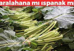 Lahana mı yoksa ıspanak mı daha sağlıklı? Uzmanlar açıkladı: En sağlıklısı buymuş, demir depolarını doldurup kansızlığın kökünü kurutuyor