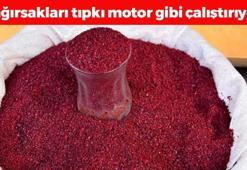 Sıcak suya katıp bardak bardak için! Kan şekerini terazi gibi dengeliyor, bağırsakları motora çeviriyor! Osmanlı padişahlarının doğal şeker ilacı