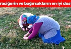 Doğada kendi kendine yetişiyor, tek tek elle toplanıyor! Karaciğeri yeniden doğmuş gibi yapıyor, cayır cayır kilo verdiriyor!